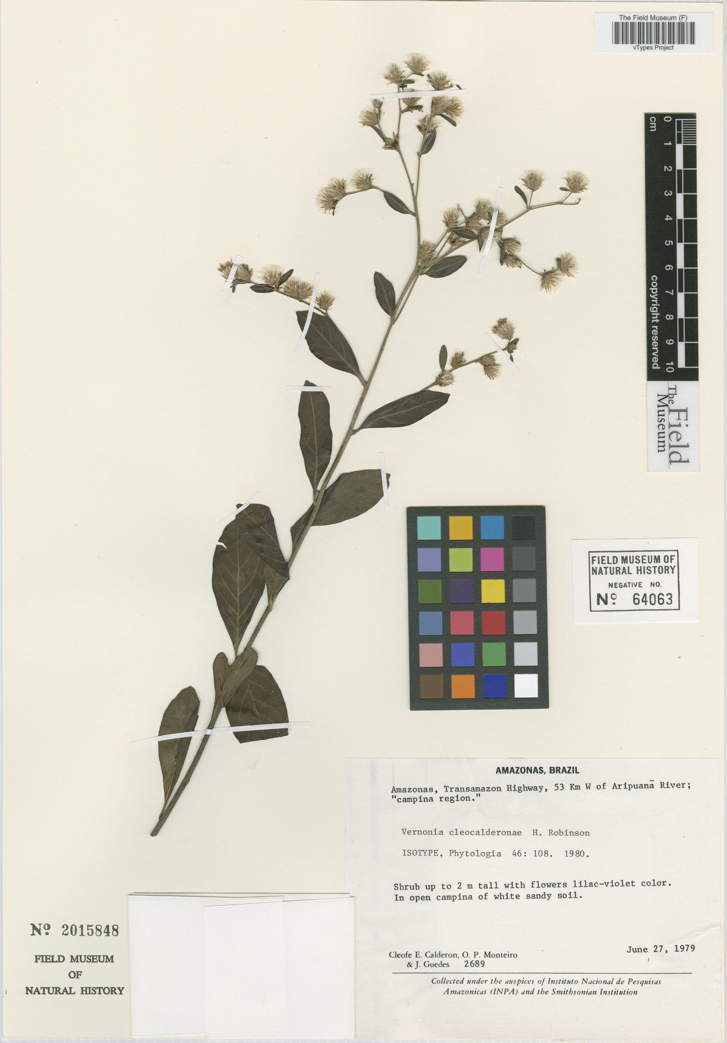 Lepidaploa cleocalderonae image