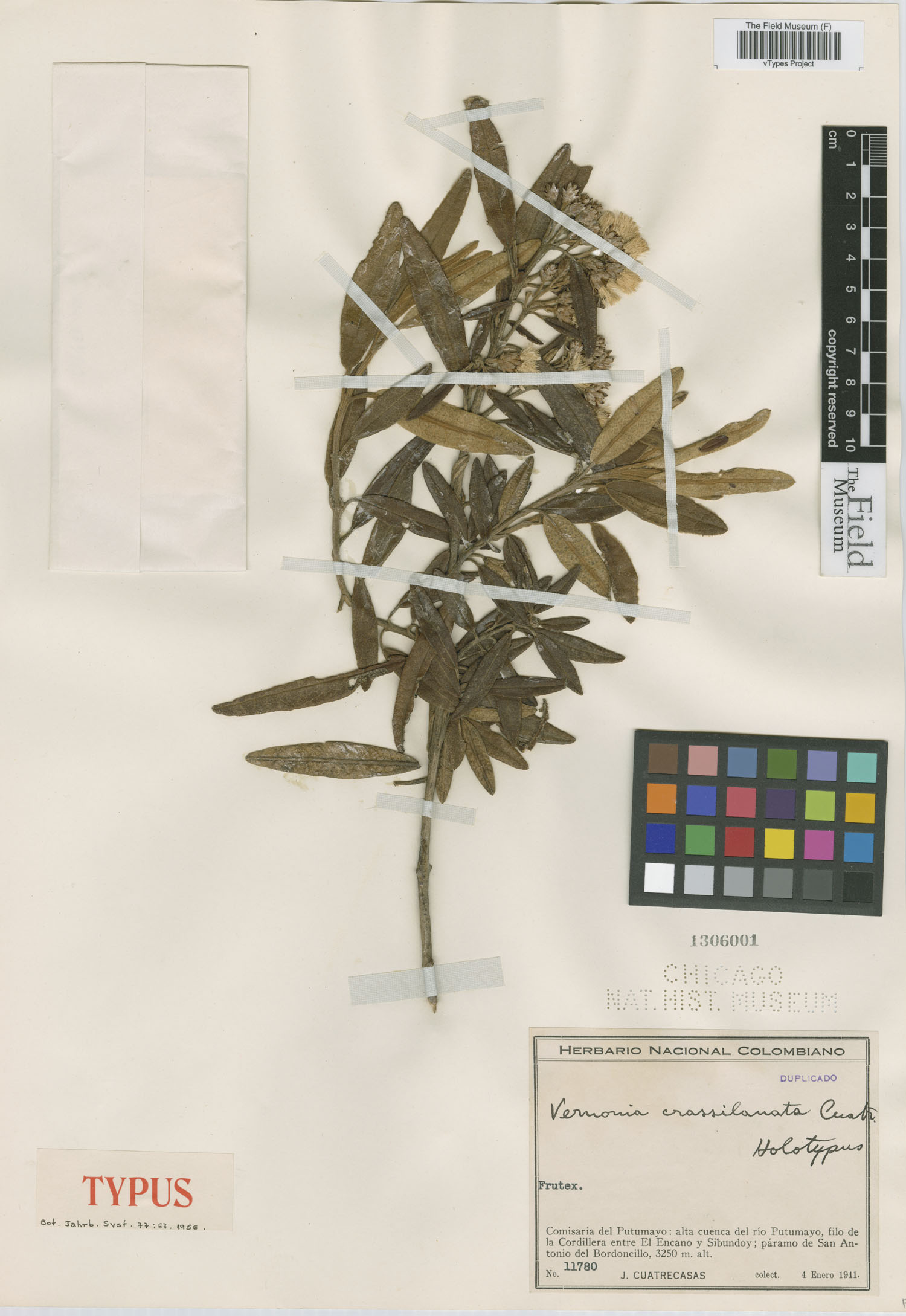 Joseanthus crassilanatus image