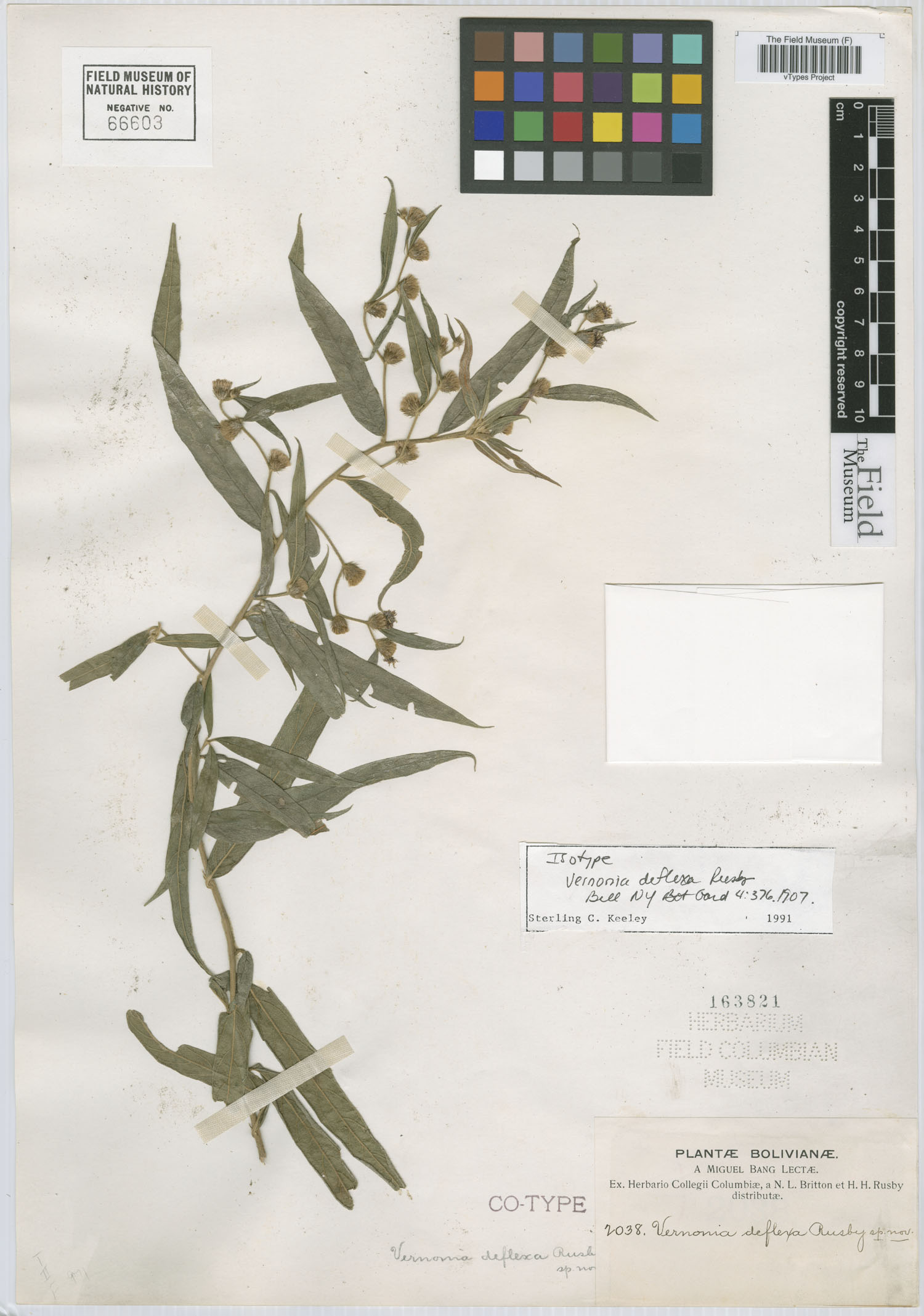 Vernonia deflexa image