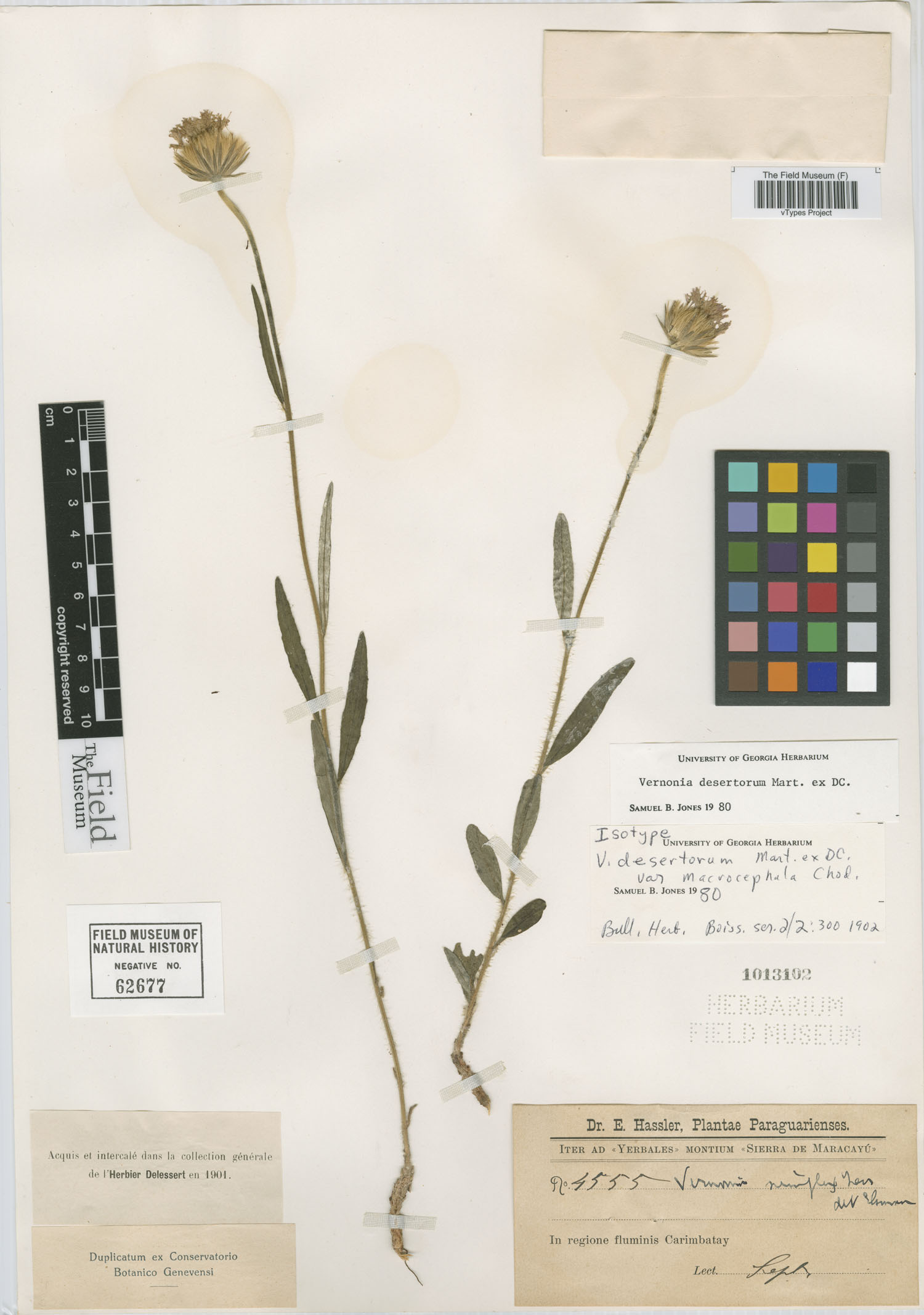 Chrysolaena desertorum image