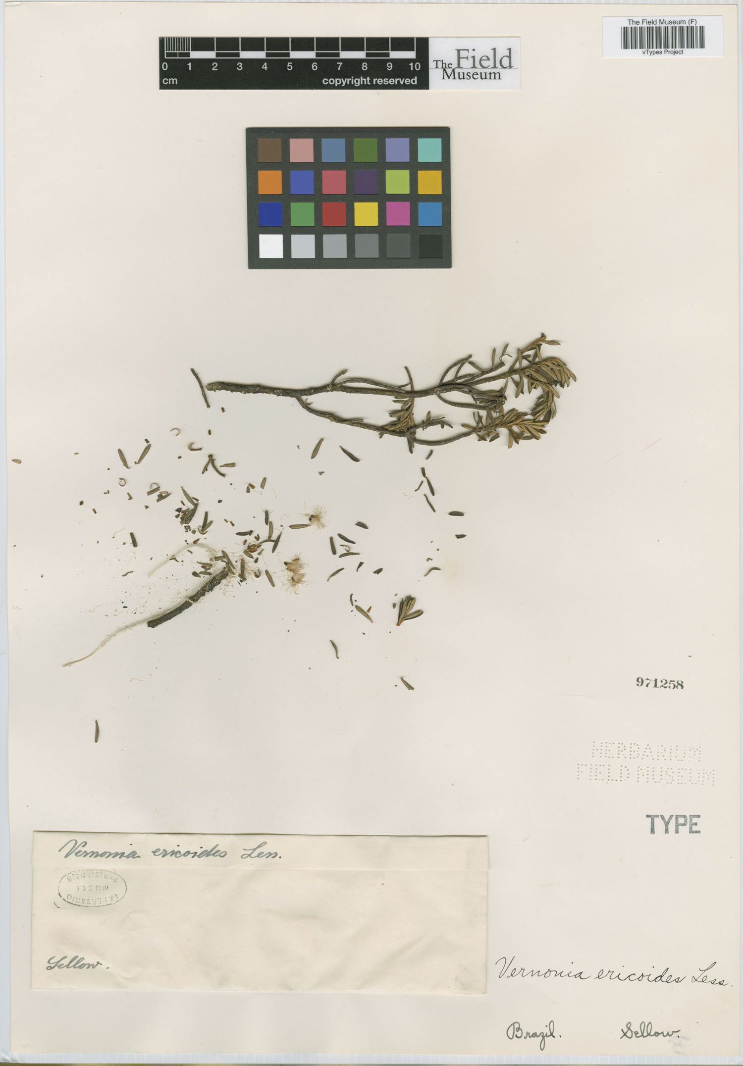 Piptolepis ericoides image