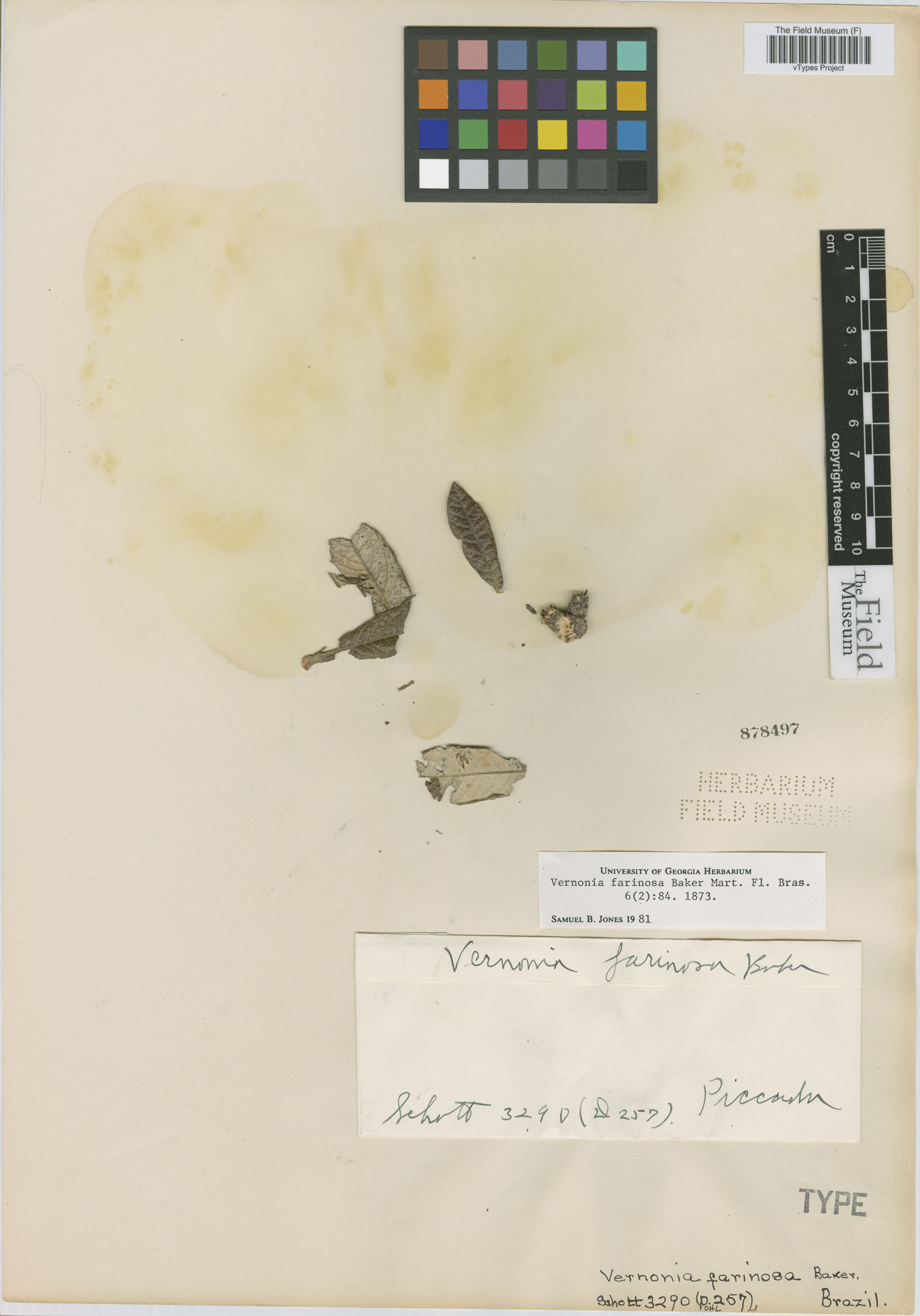 Lessingianthus farinosus image