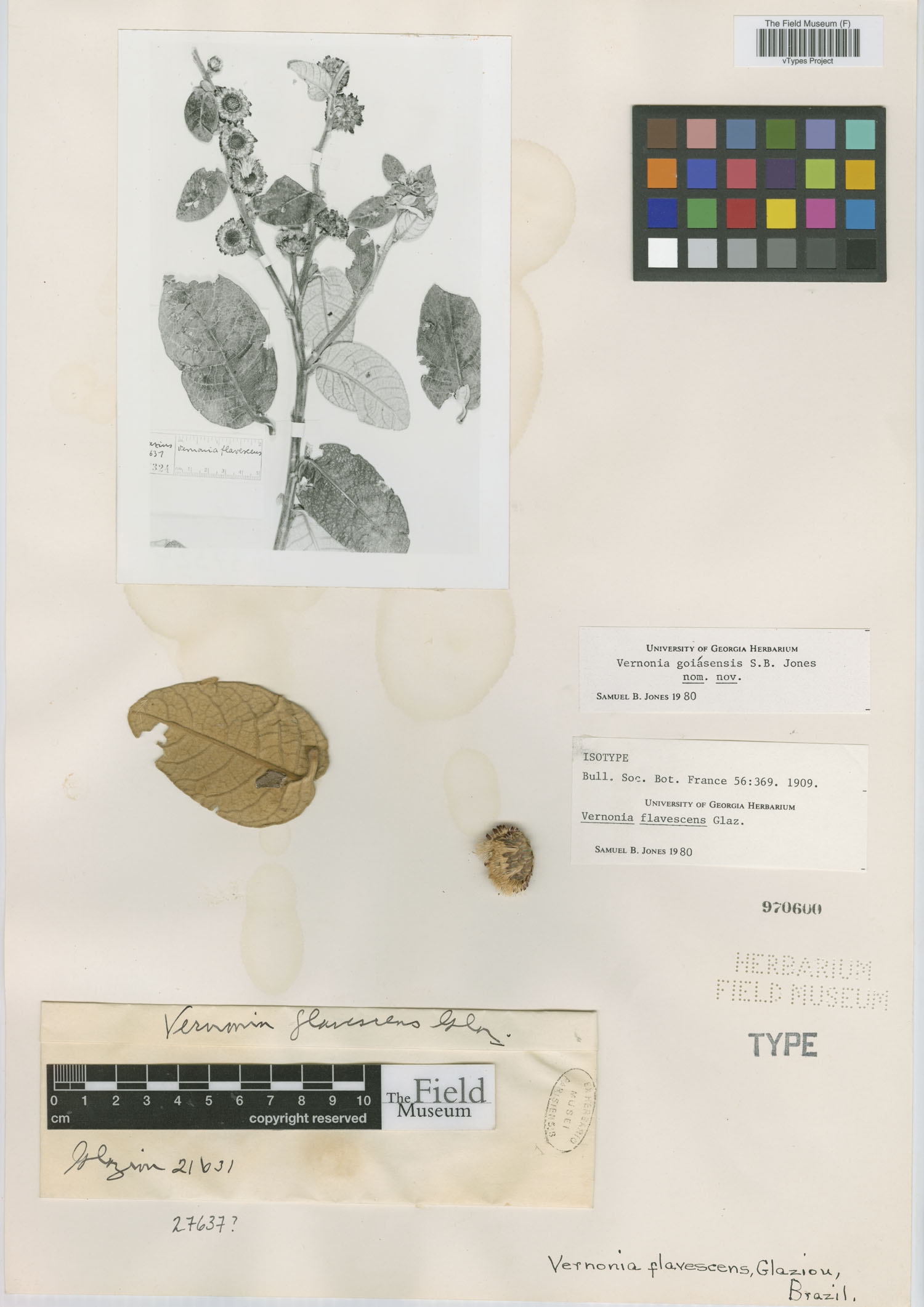 Vernonia flavescens image