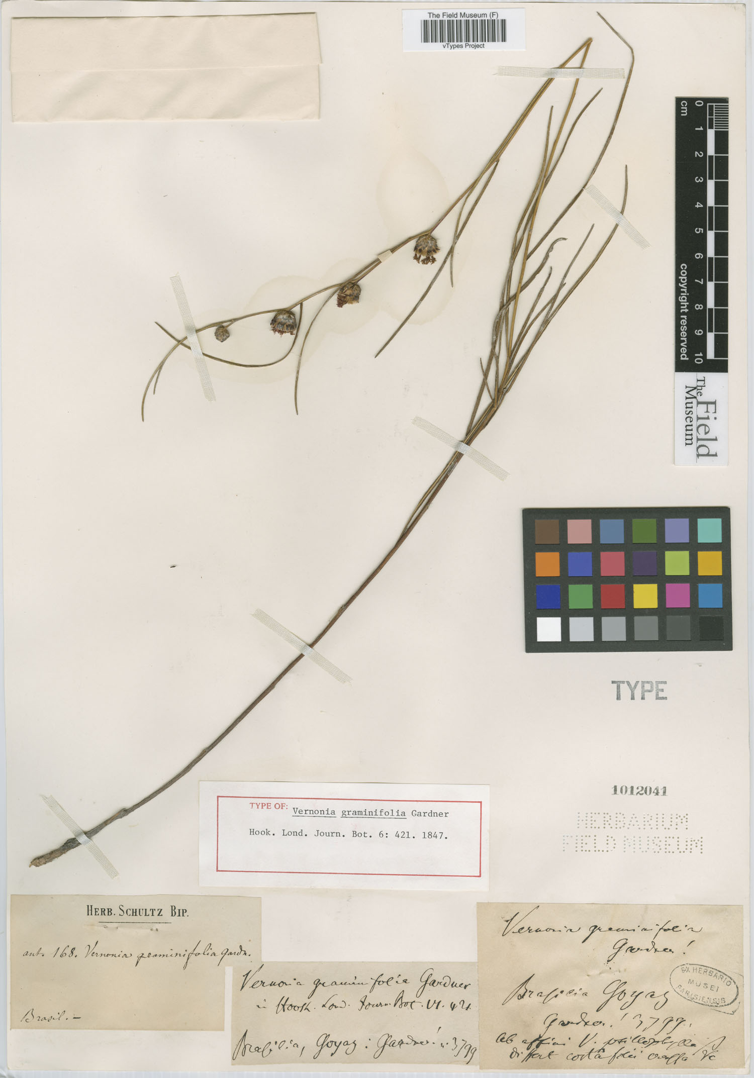 Vernonia graminifolia image