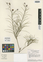 Lessingianthus grearii image