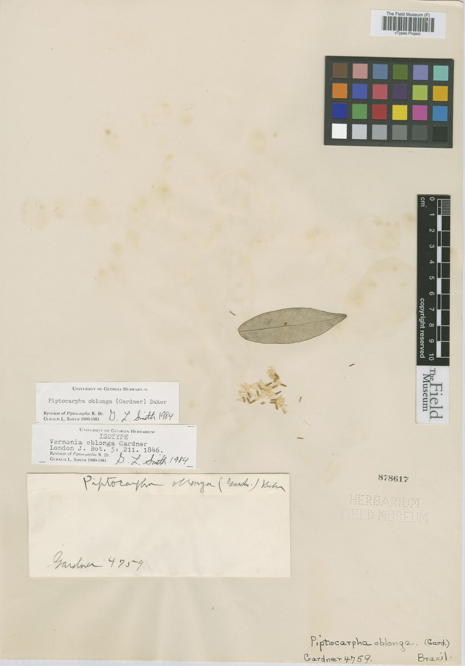 Vernonia oblonga image