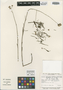 Lepidaploa paraensis image