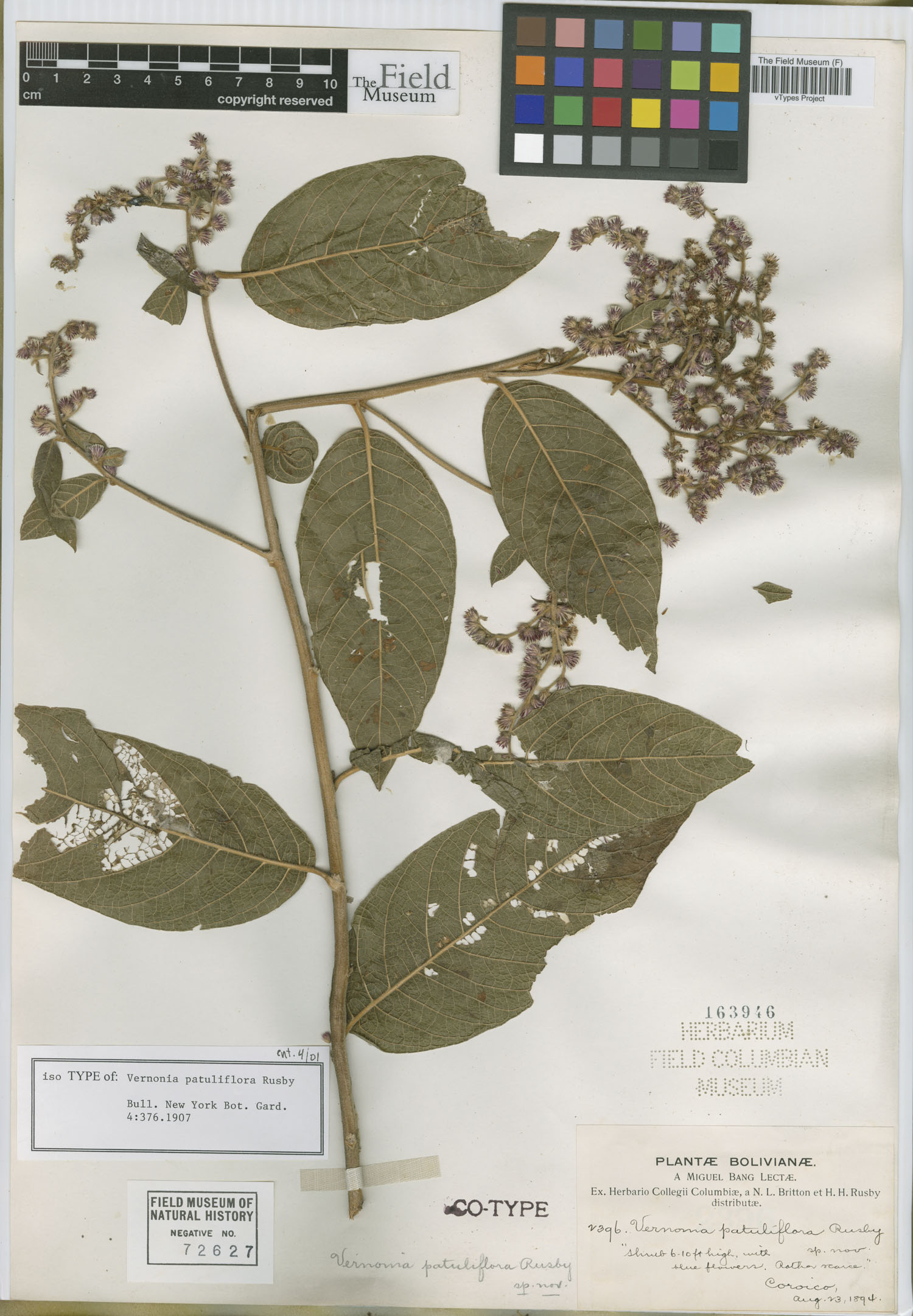 Vernonia patuliflora image