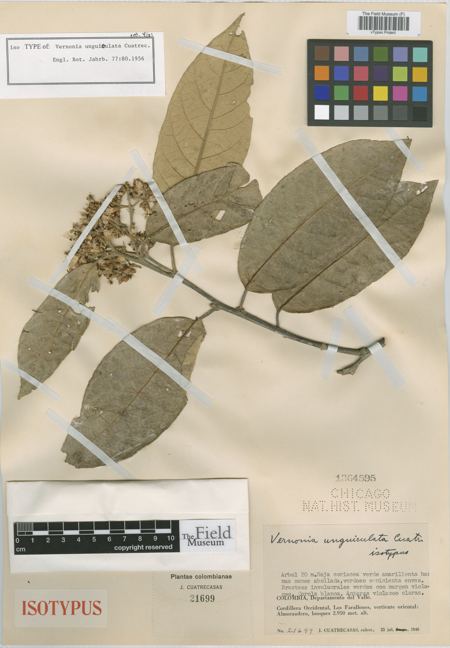 Critoniopsis unguiculata image
