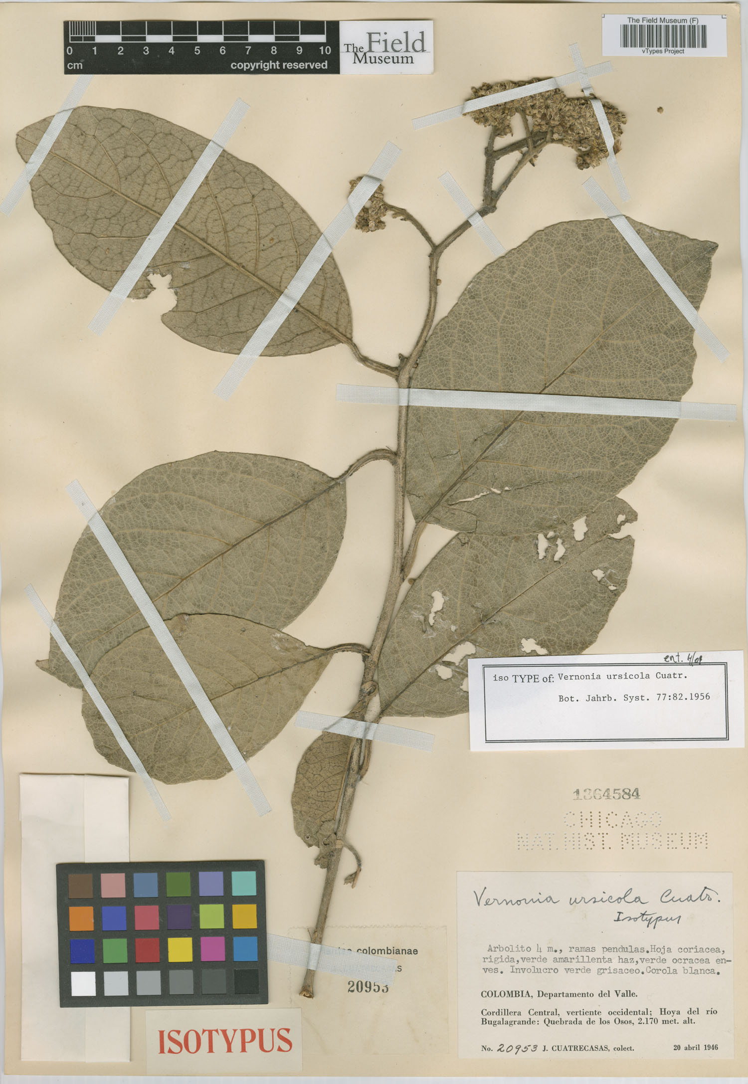 Critoniopsis ursicola image