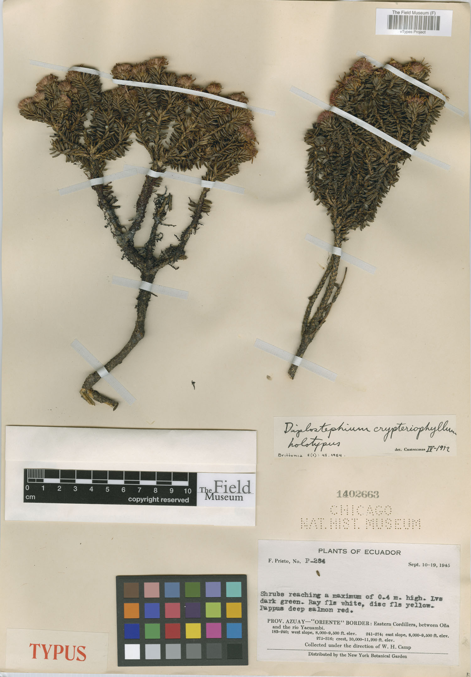 Diplostephium crypteriophyllum image