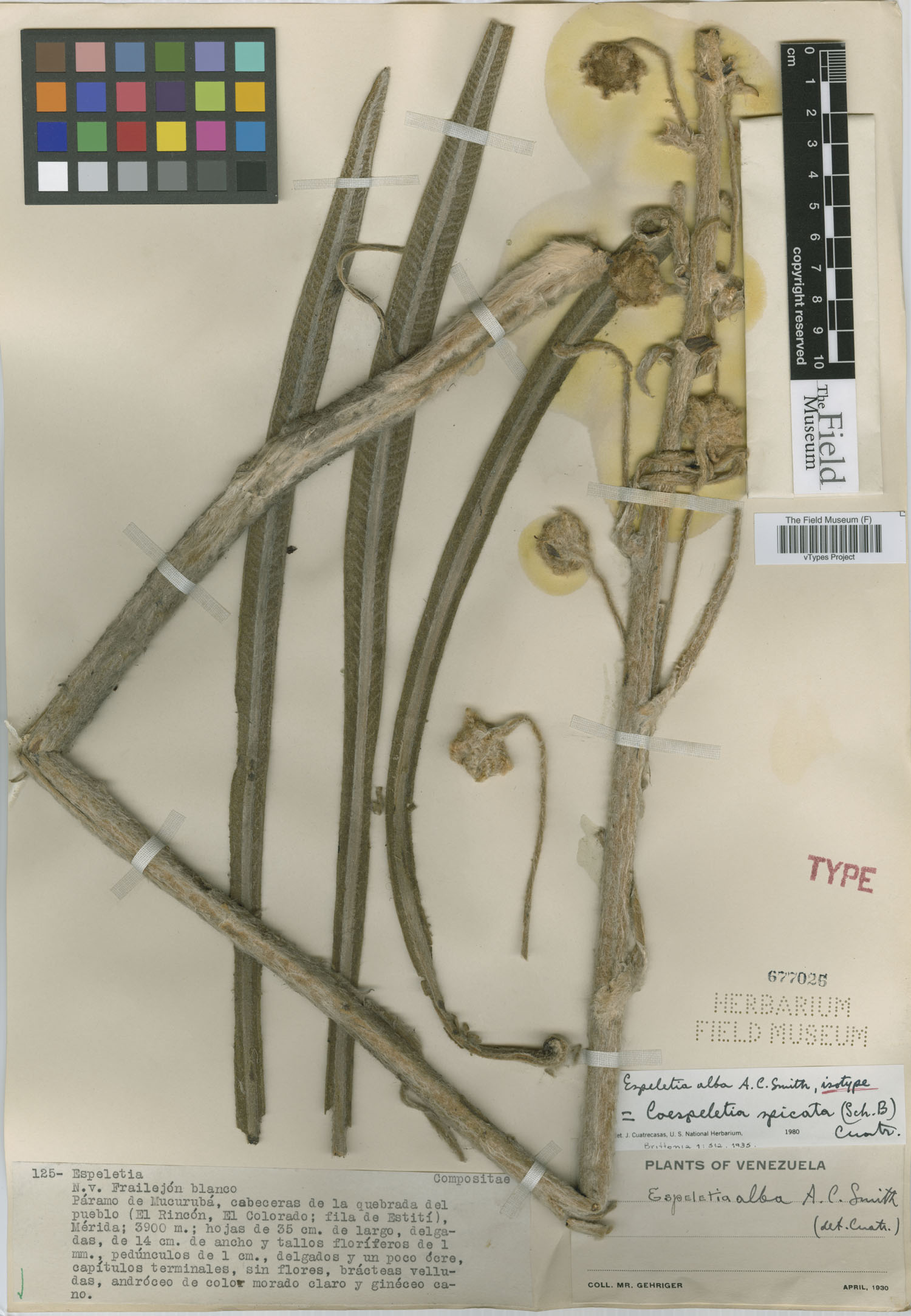 Coespeletia alba image