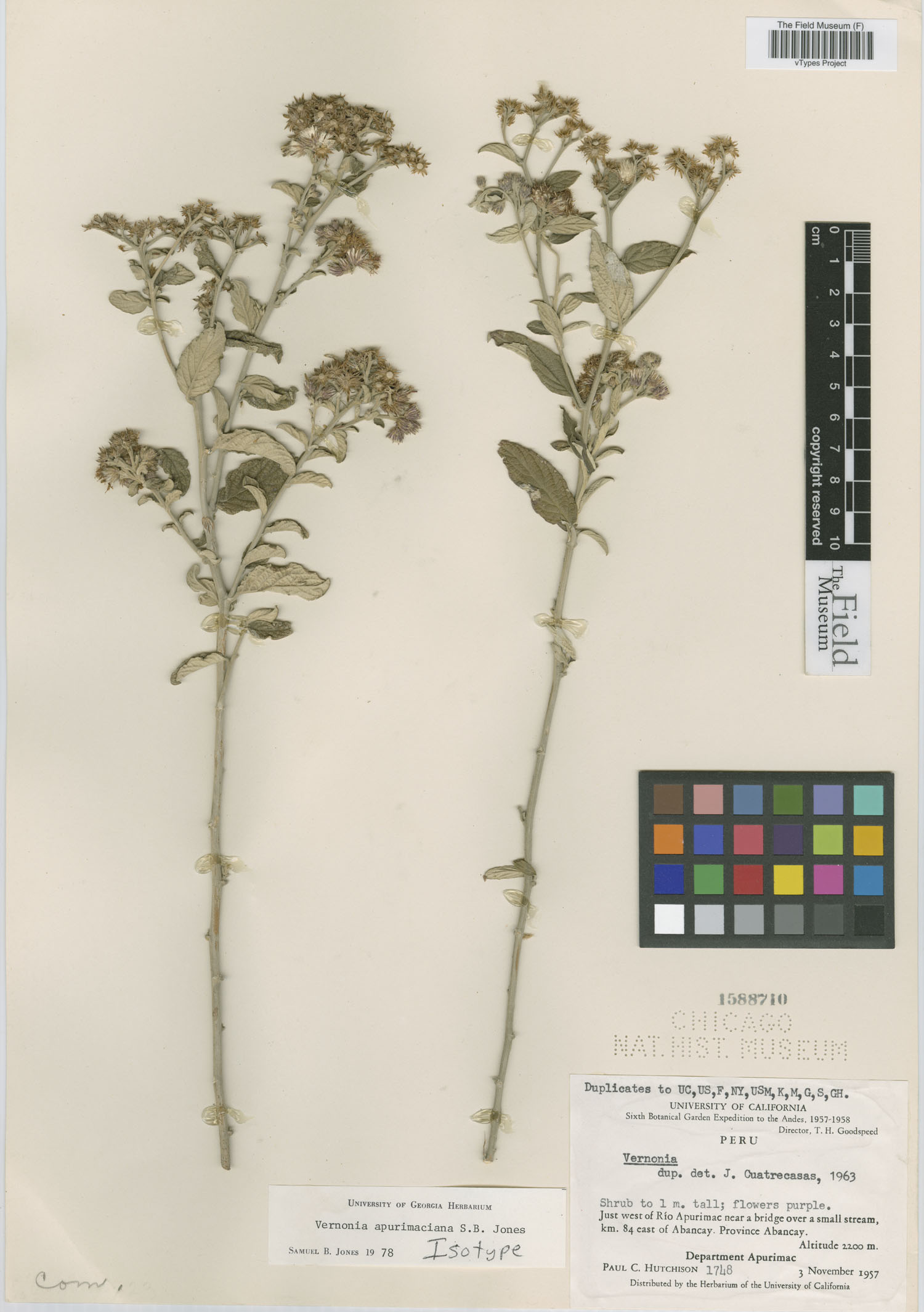 Vernonia apurimacensis image