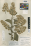 Vernonia lambayequensis image