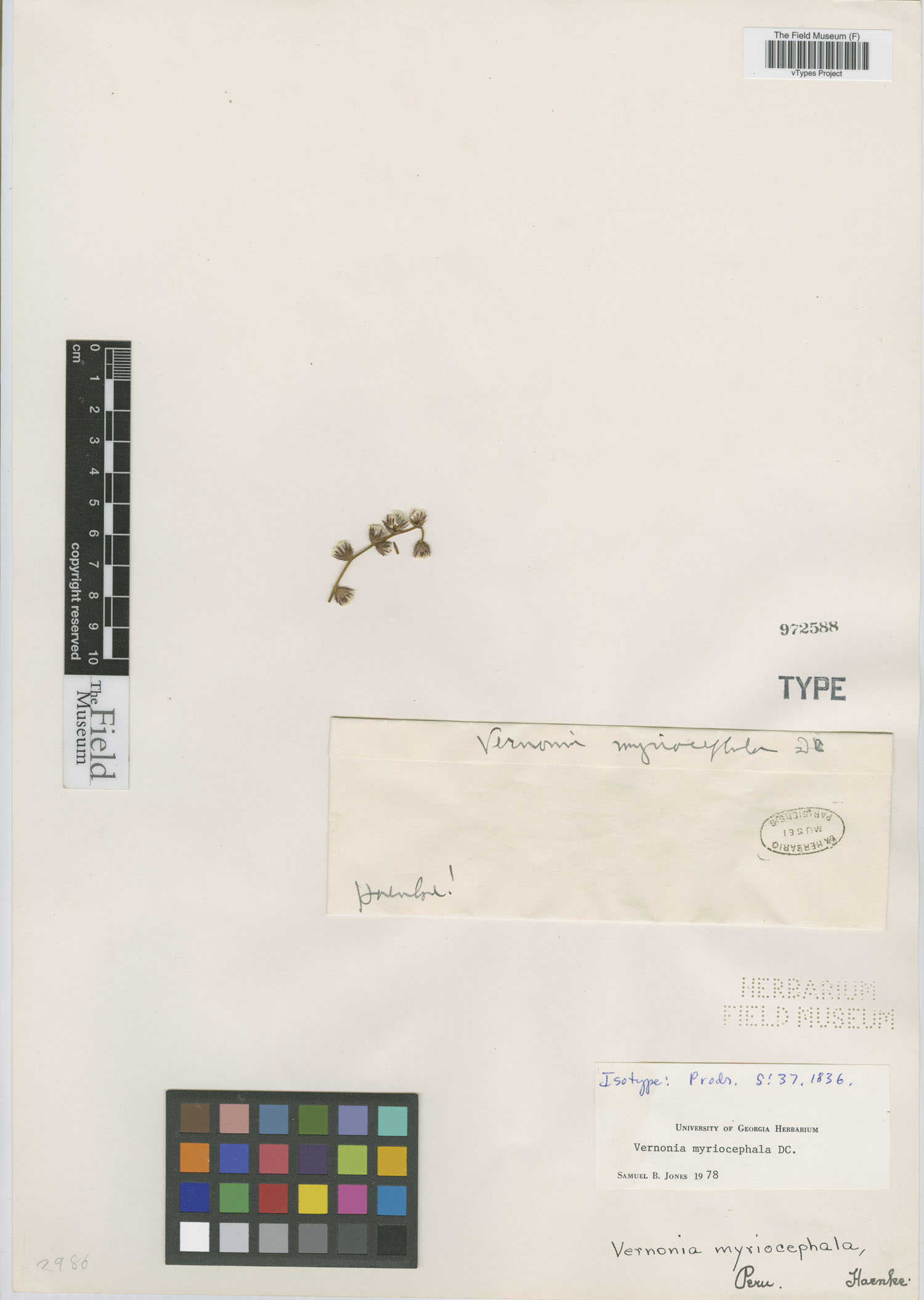 Vernonia myriocephala image