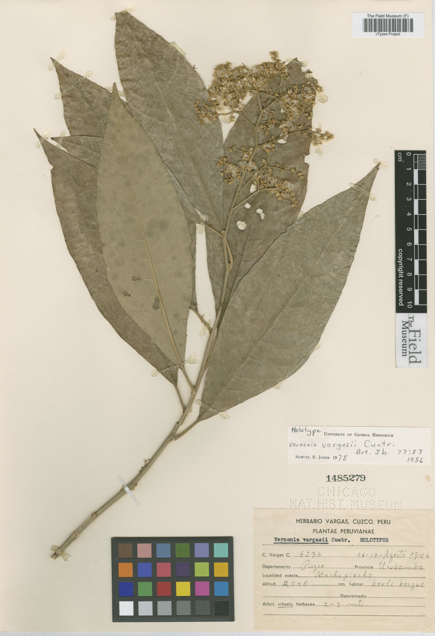 Vernonia vargasii image
