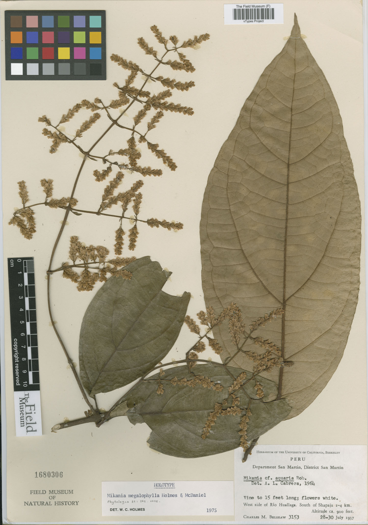 Mikania megalophylla image