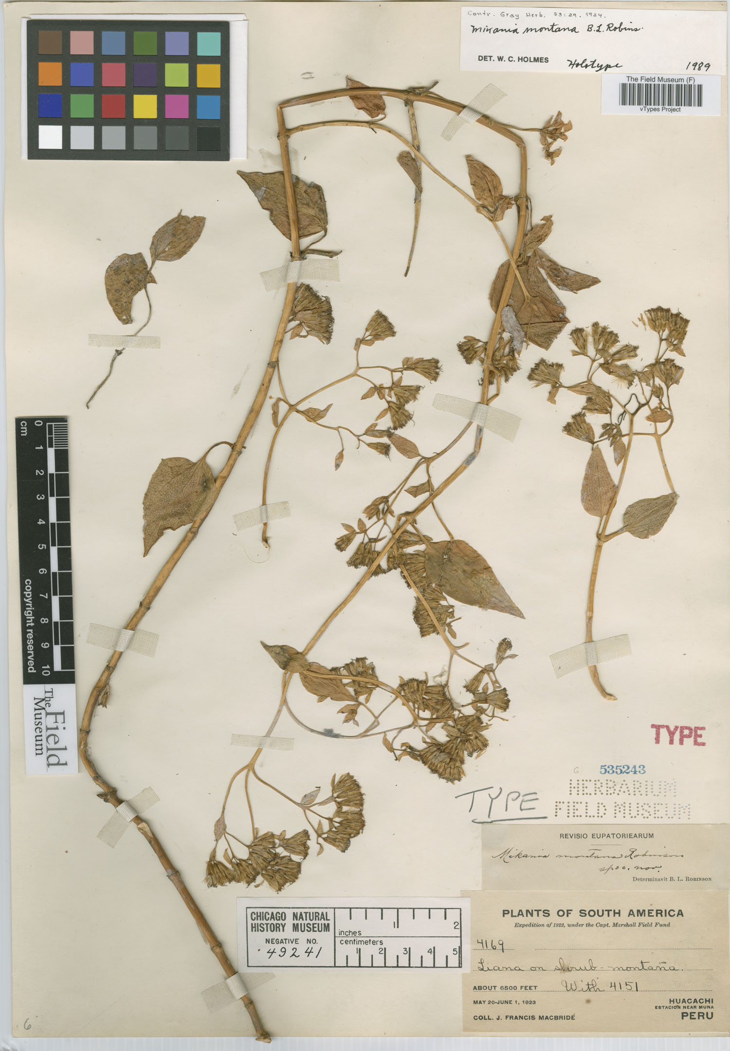 Mikania montana image