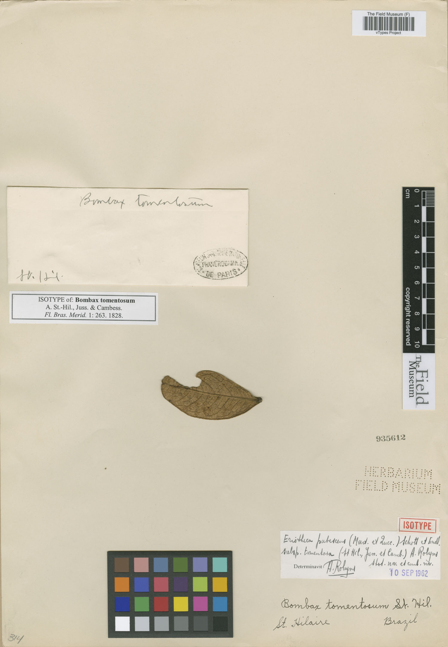 Pseudobombax tomentosum image