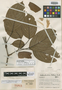 Huberodendron patinoi image