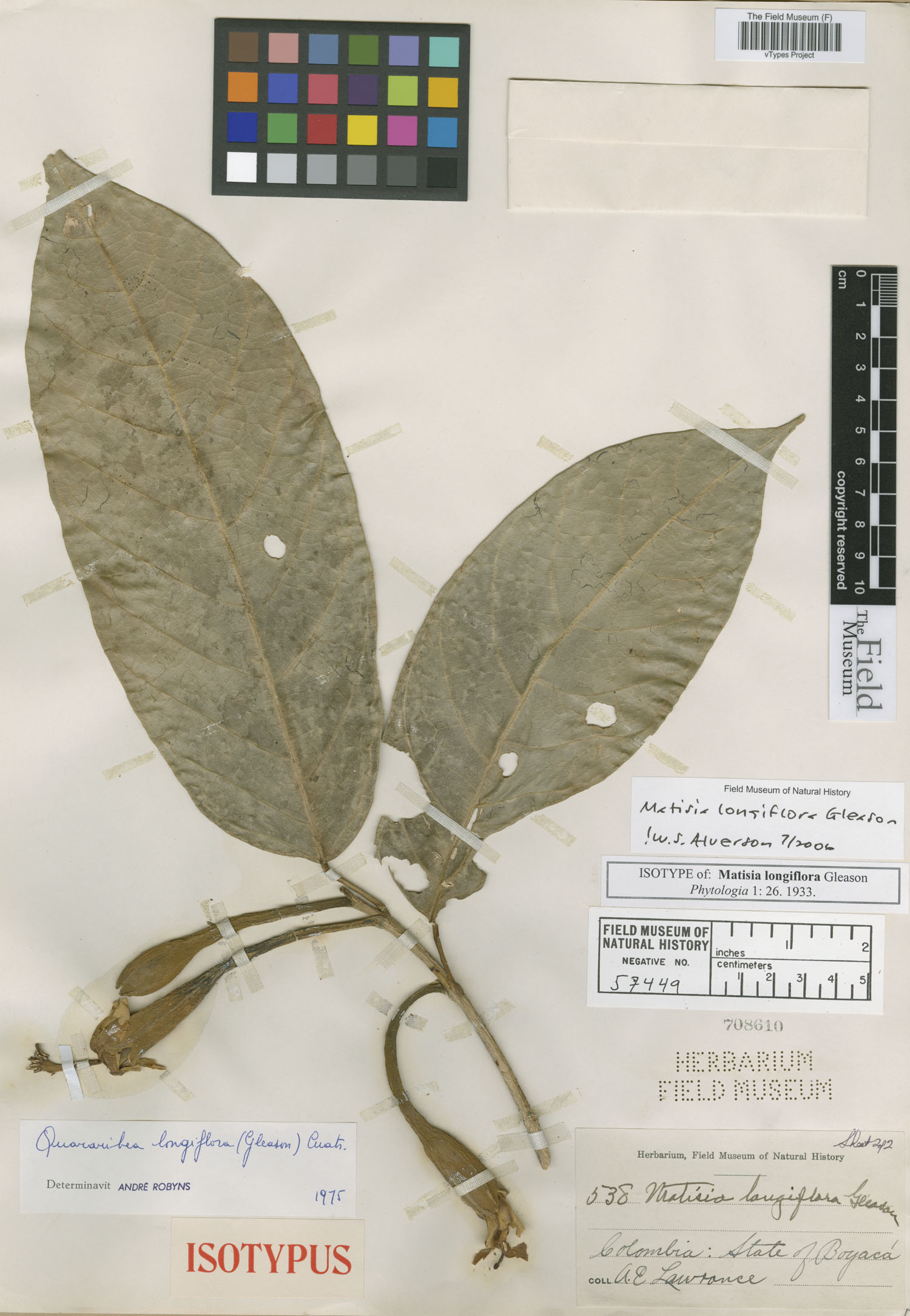 Matisia longiflora image