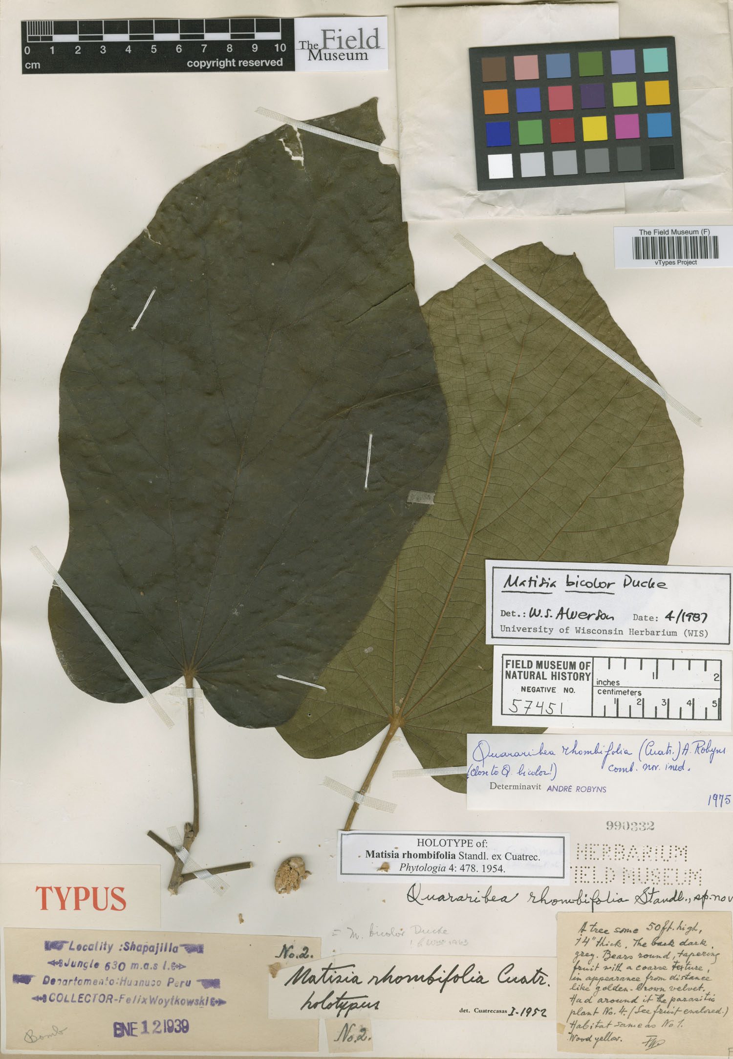 Matisia rhombifolia image