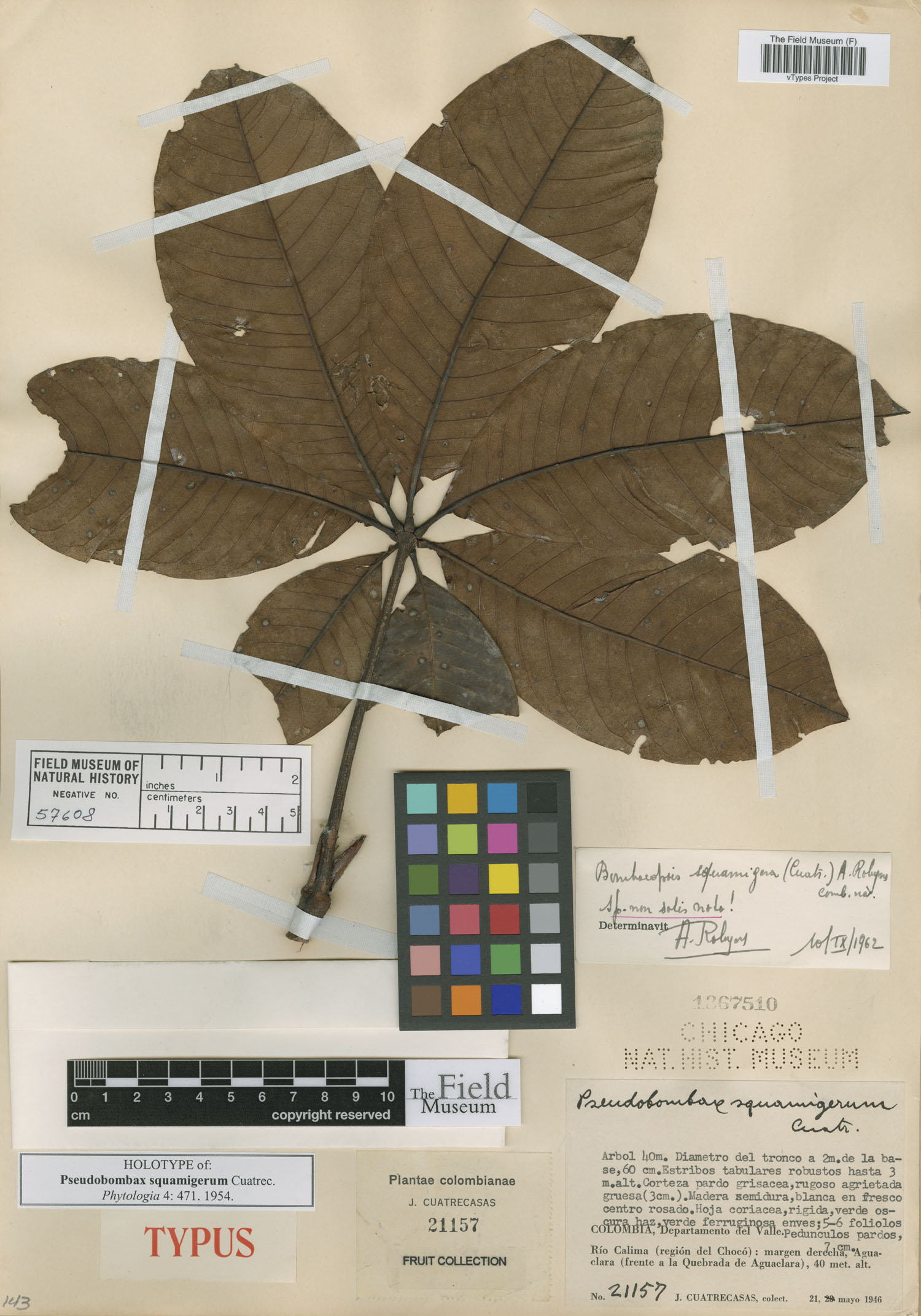 Eriotheca squamigera image