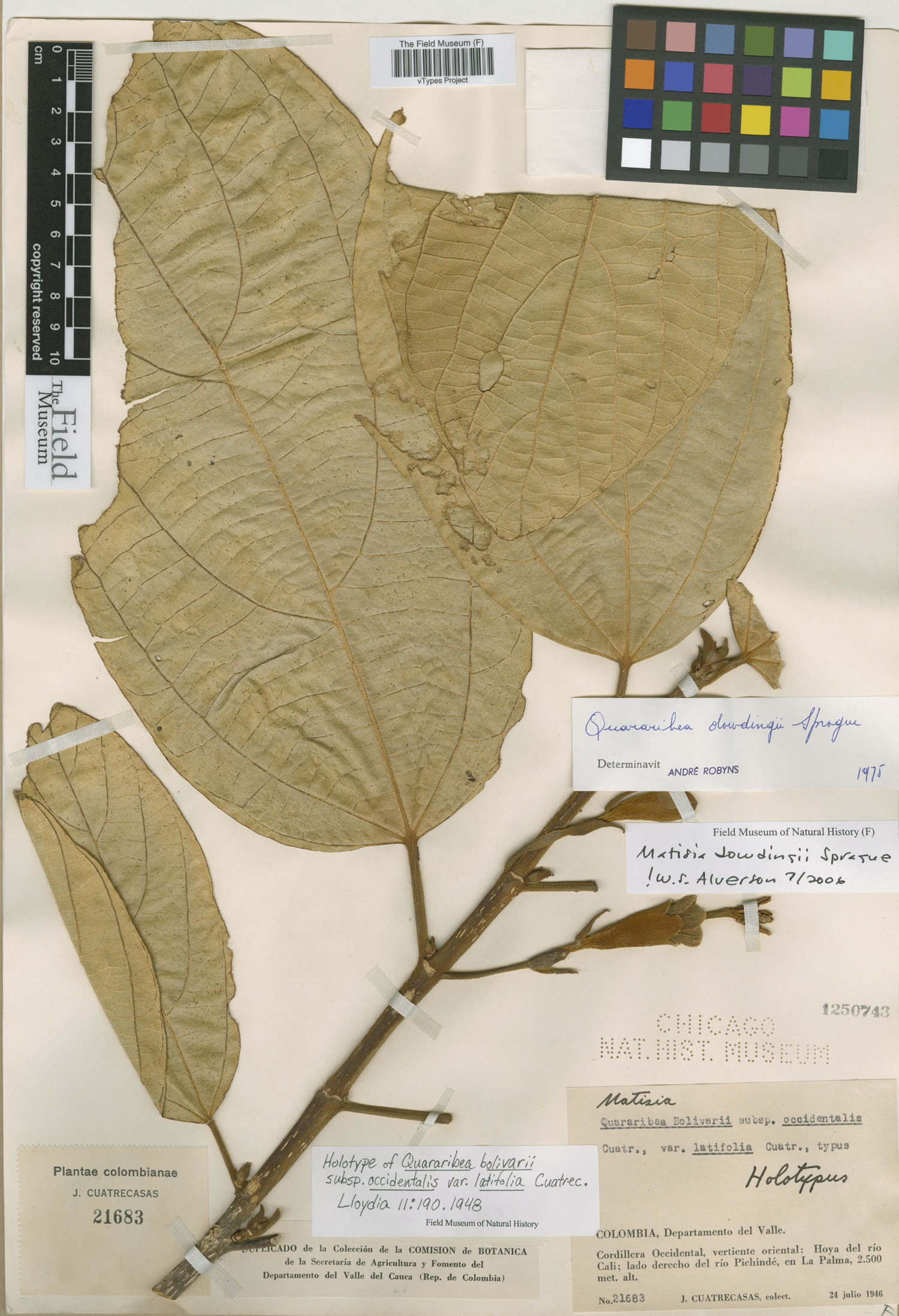 Matisia bolivarii subsp. occidentalis image