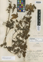 Eccremocarpus viridis image