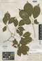 Handroanthus coralibe image