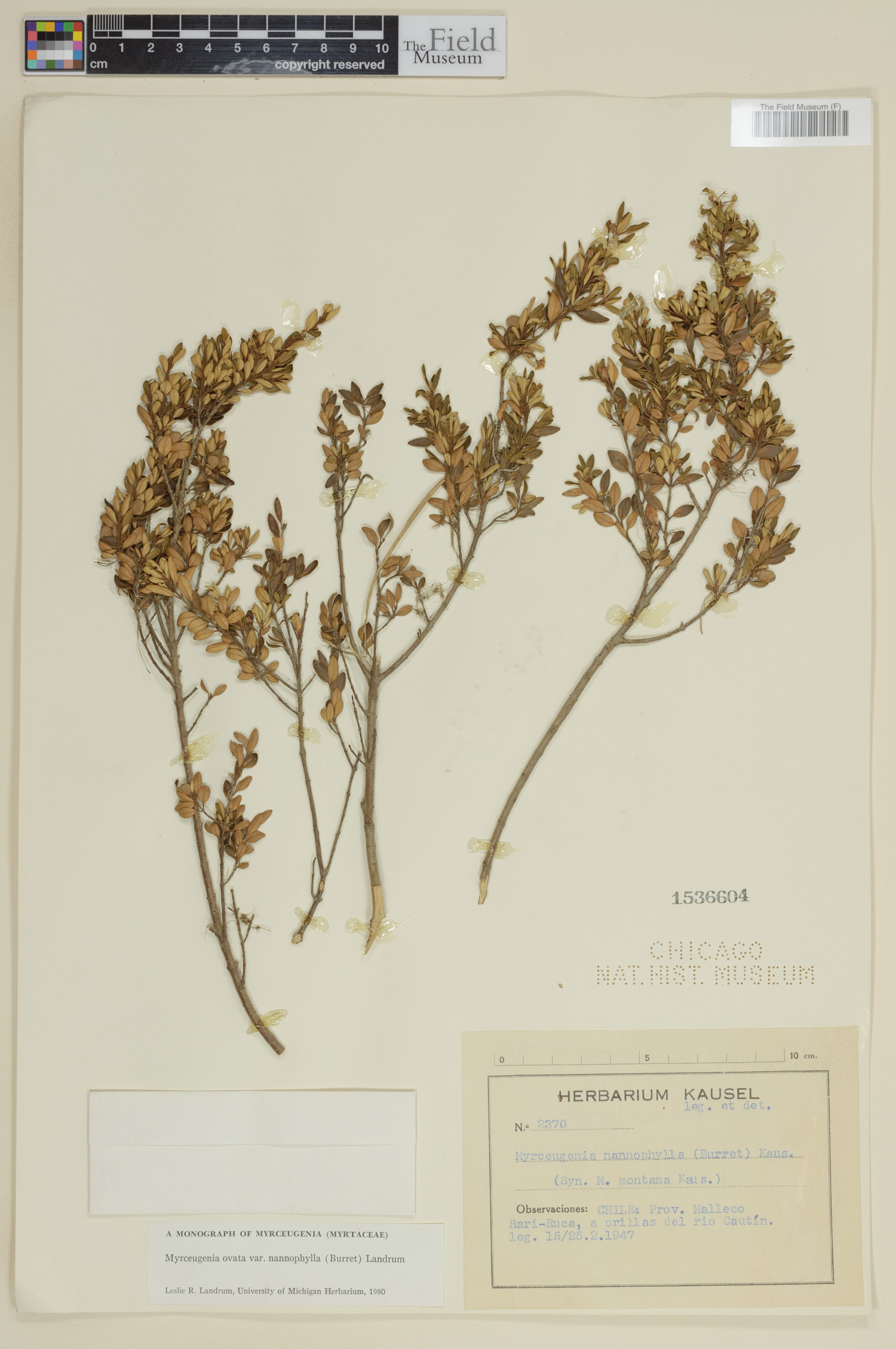 Myrceugenia ovata var. nannophylla image