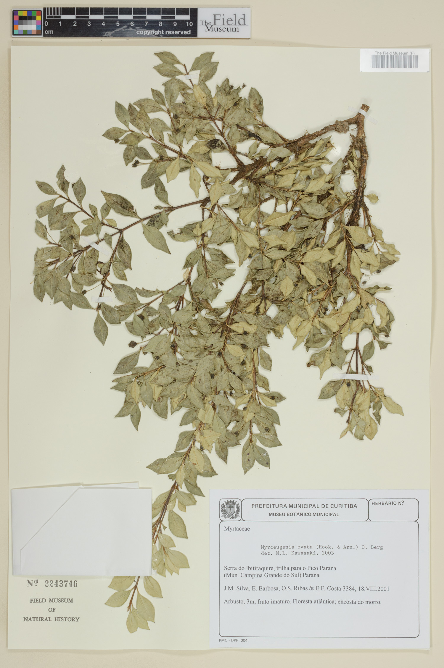 Myrceugenia ovata image