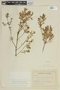Myrceugenia ovata var. nannophylla image