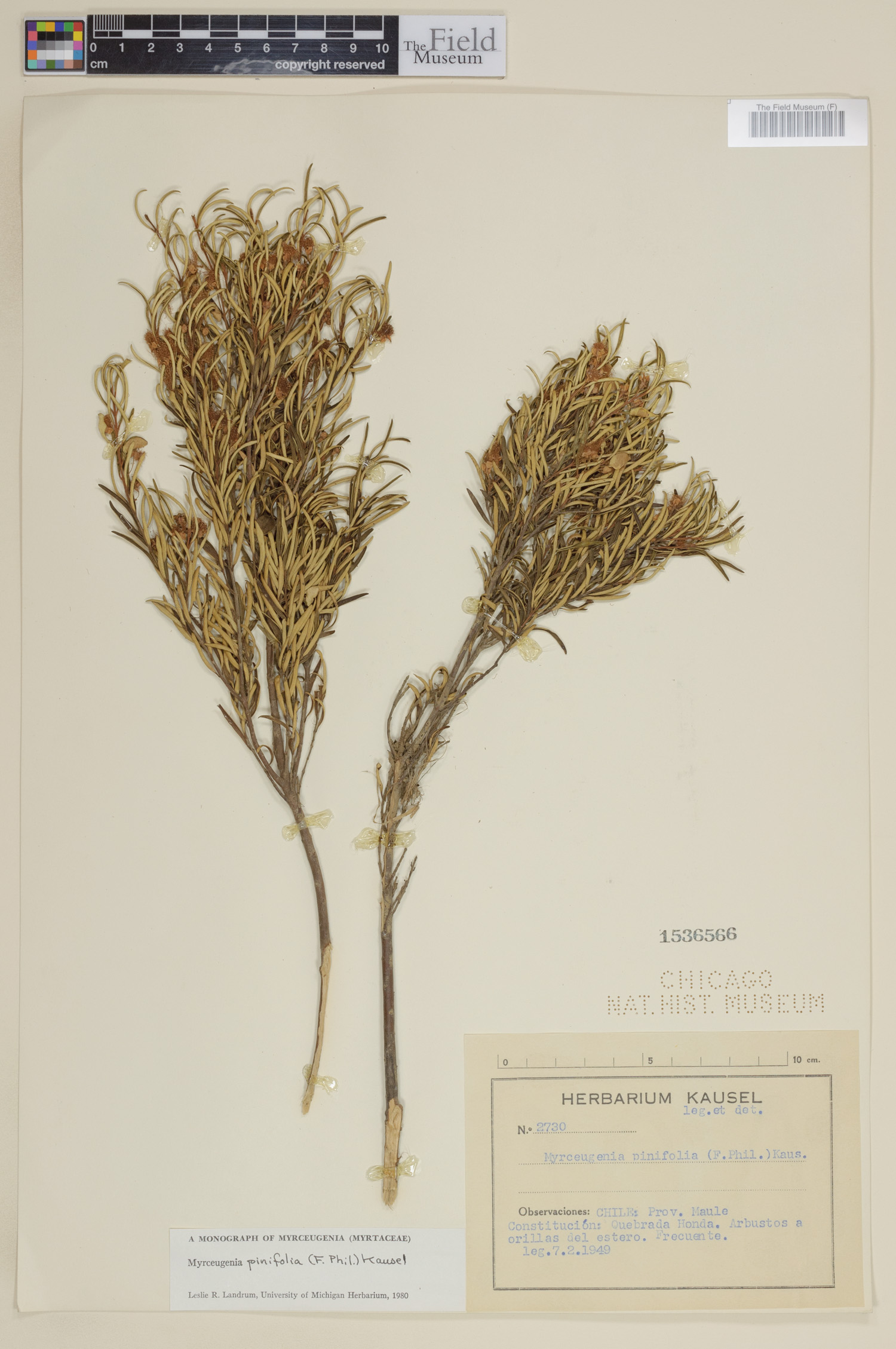 Myrceugenia pinifolia image