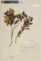 Myrceugenia planipes image