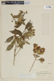Myrceugenia planipes image