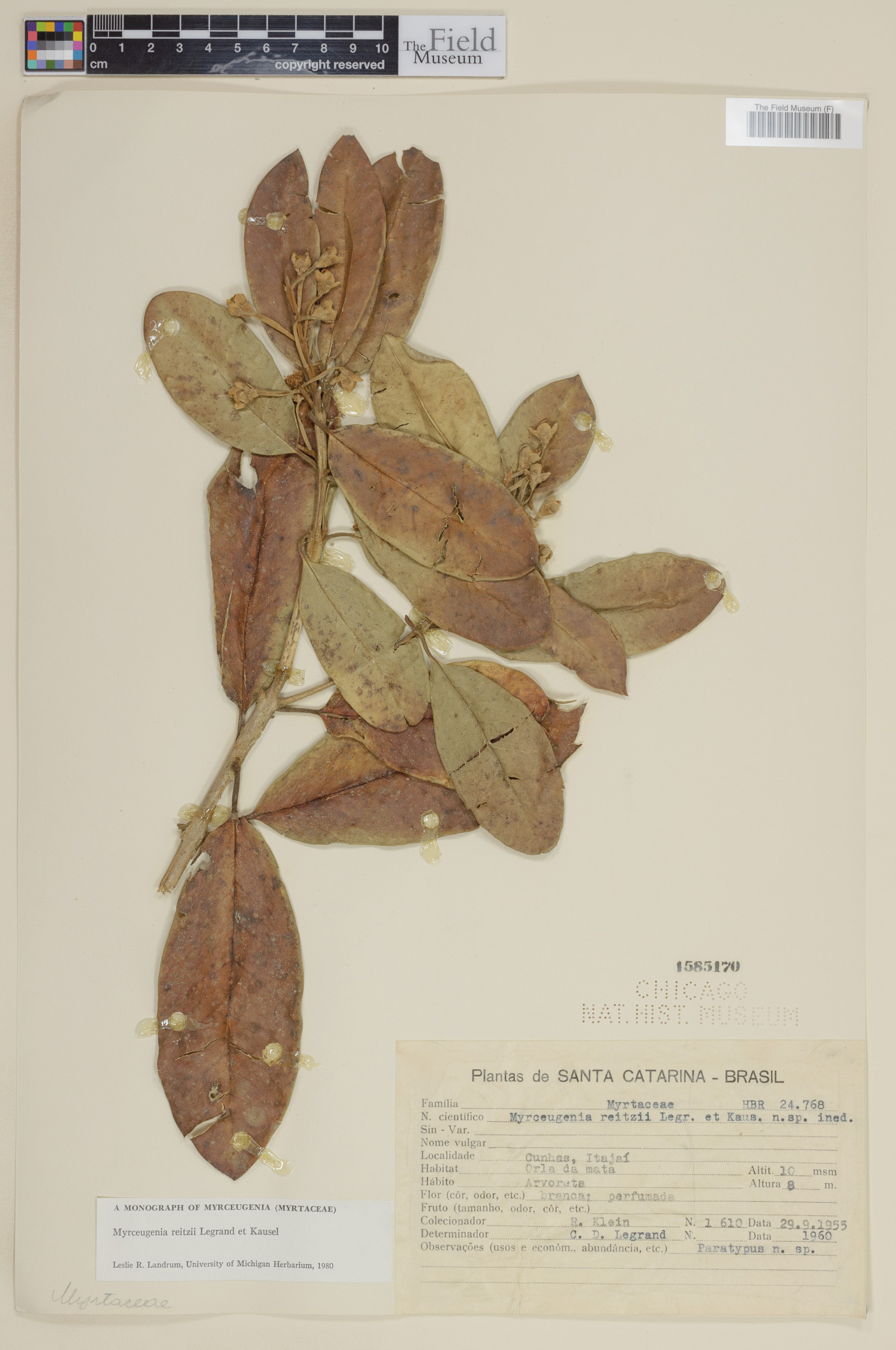 Myrceugenia reitzii image
