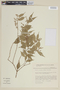 Myrcia acuminatissima image
