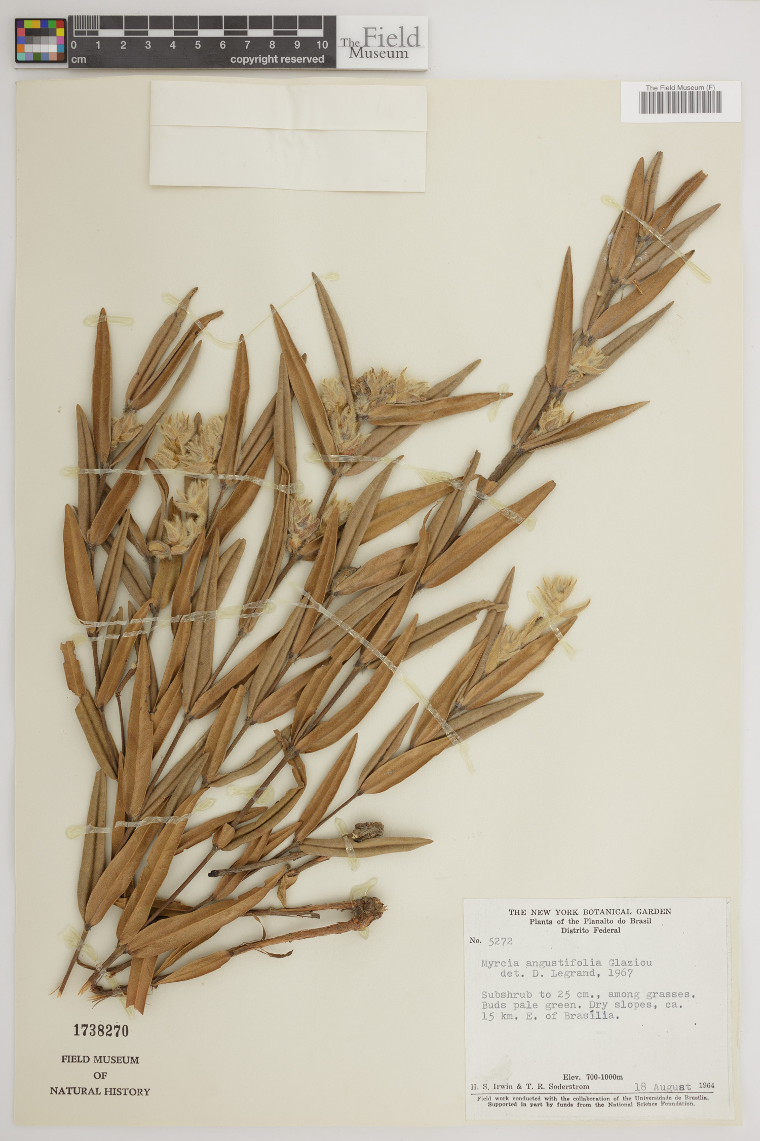 Myrcia angustifolia image
