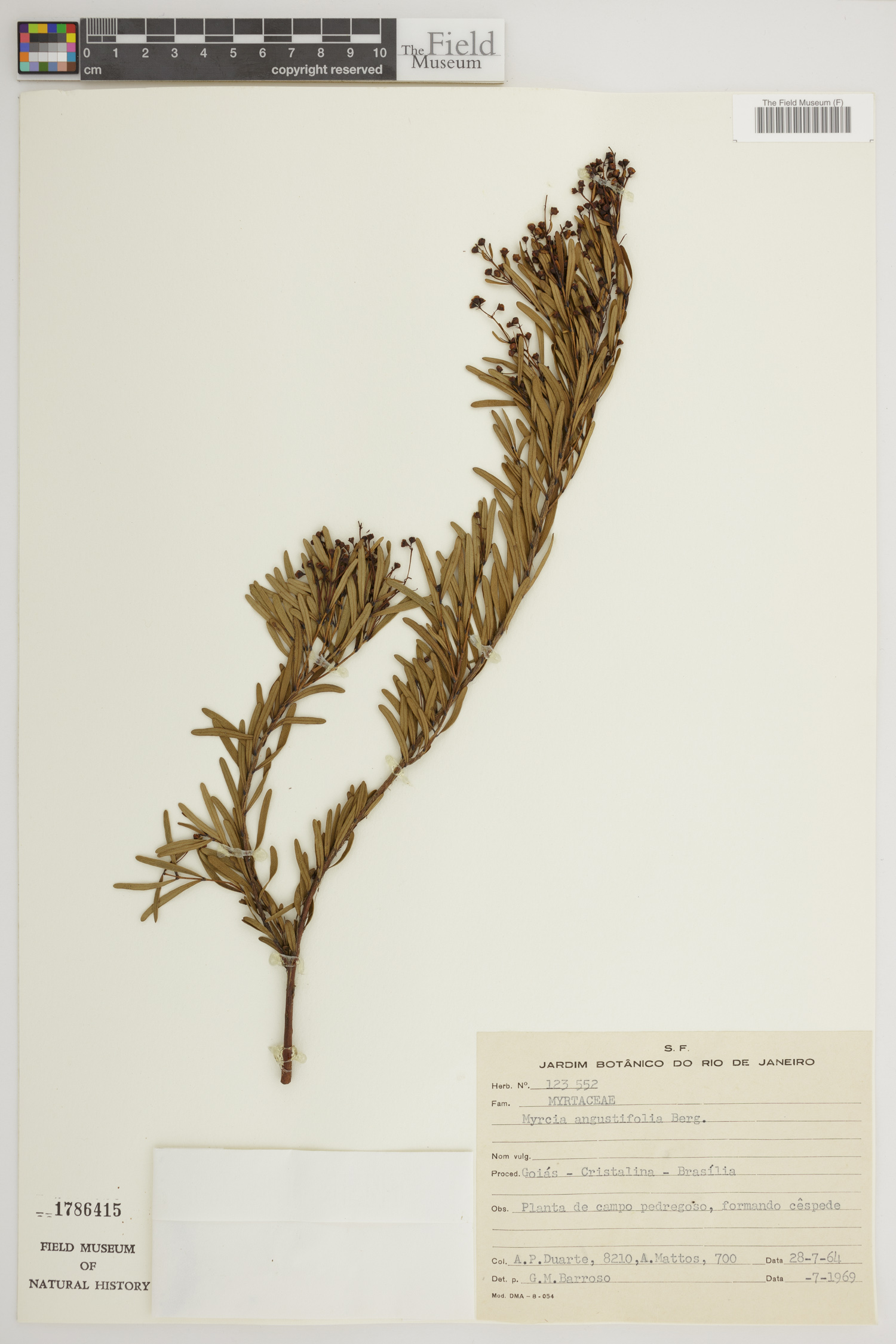 Myrcia angustifolia image