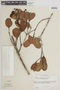 Myrcia clusiifolia image