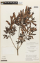 Chamaecrista tephrosiifolia image