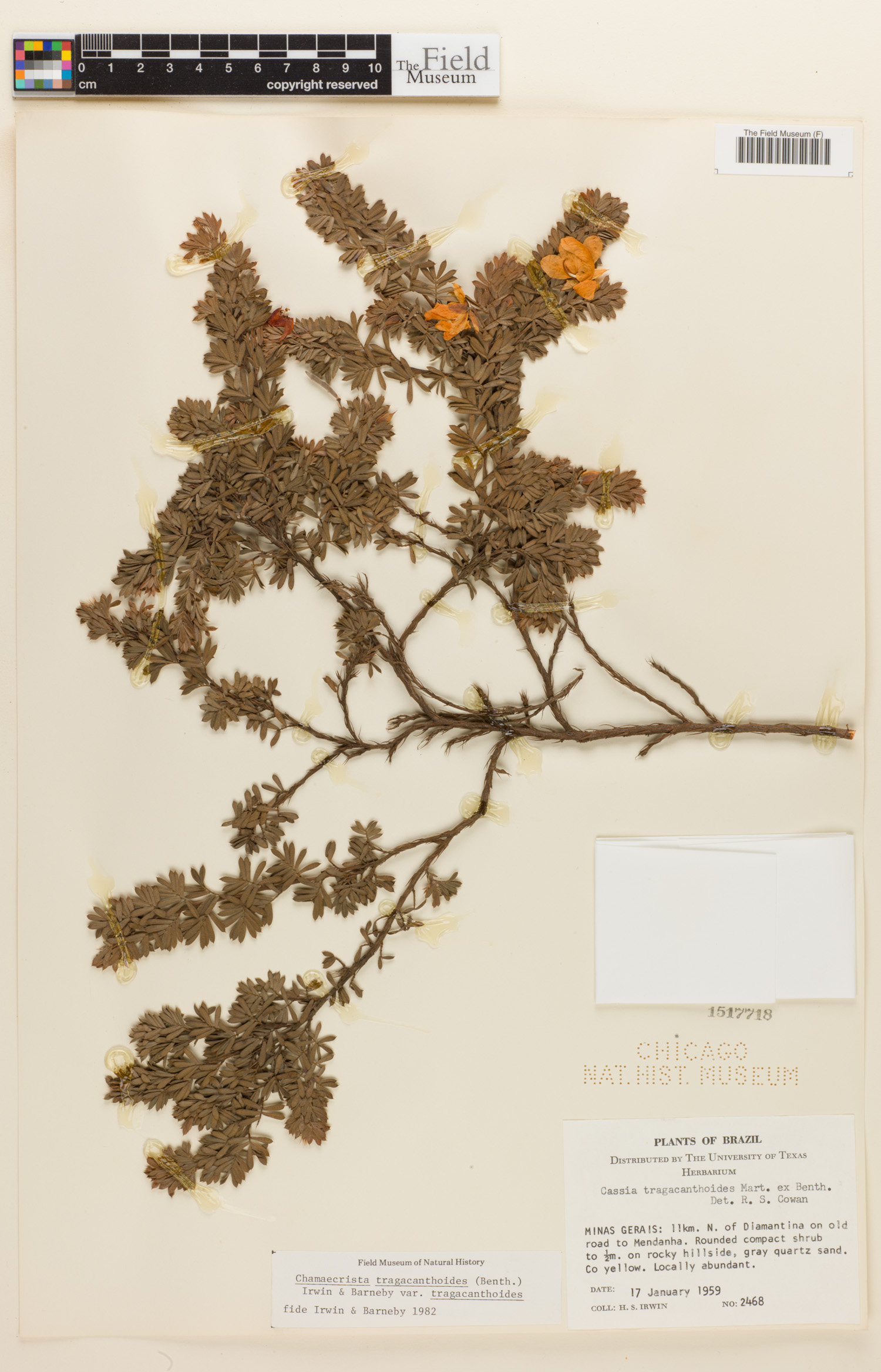 Chamaecrista tragacanthoides var. tragacanthoides image