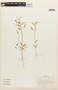 Chamaecrista trichopoda image