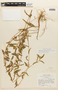 Chamaecrista trichopoda image