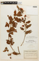 Chamaecrista viscosa var. paraguayensis image