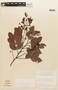 Copaifera coriacea image