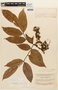 Copaifera guyanensis image