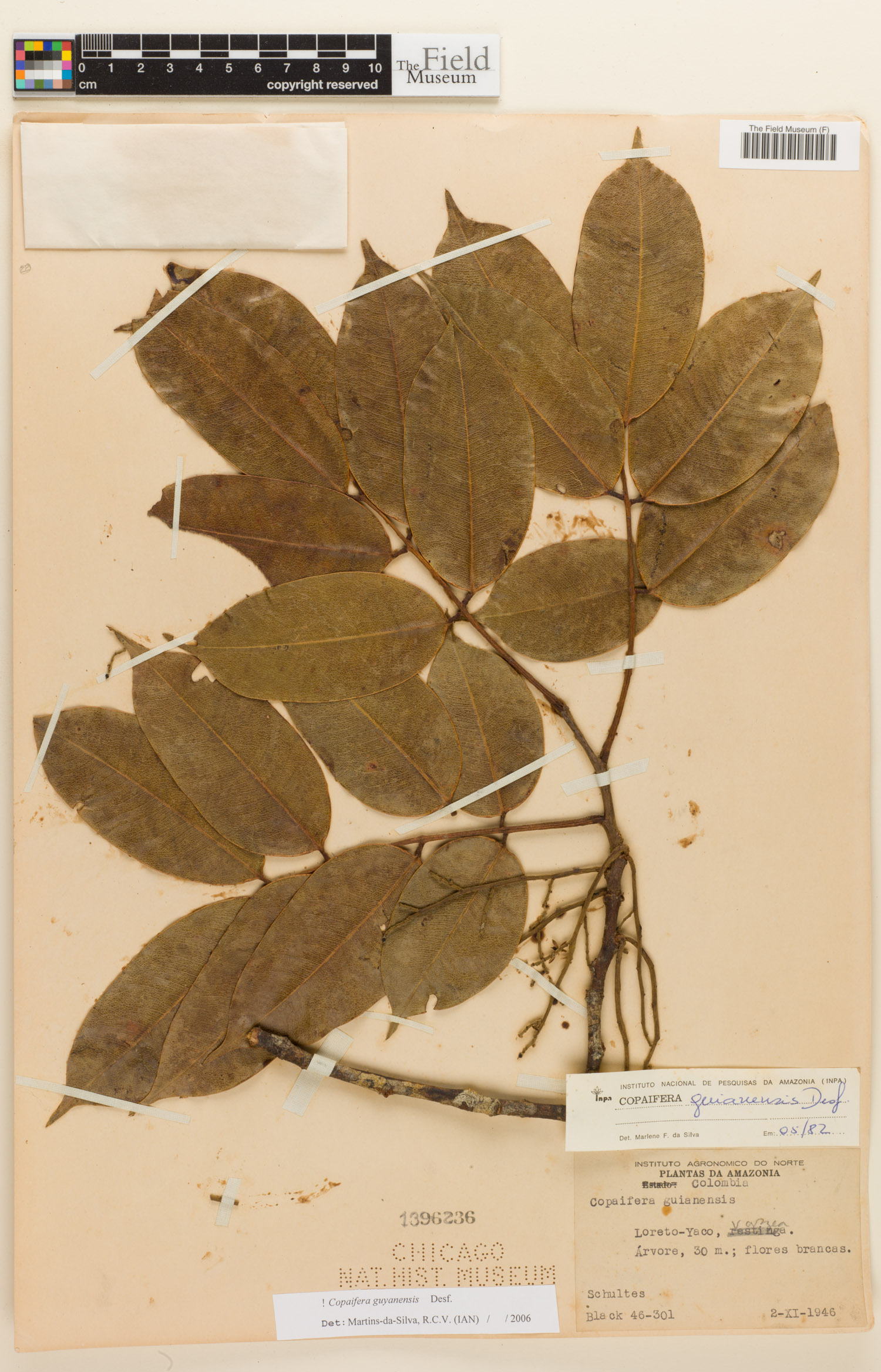 Copaifera guyanensis image