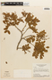 Copaifera langsdorffii image